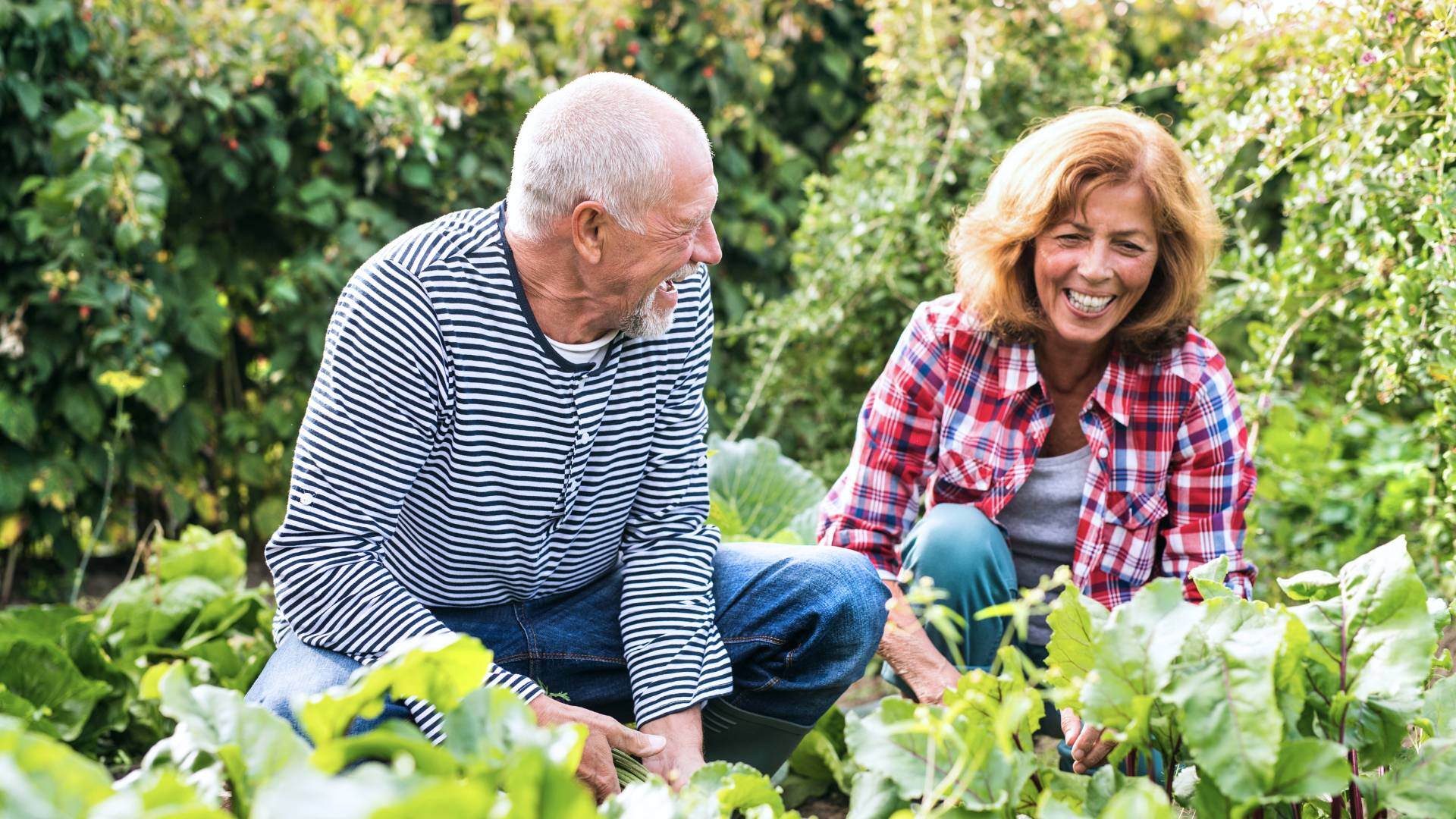 Happy couple gardening